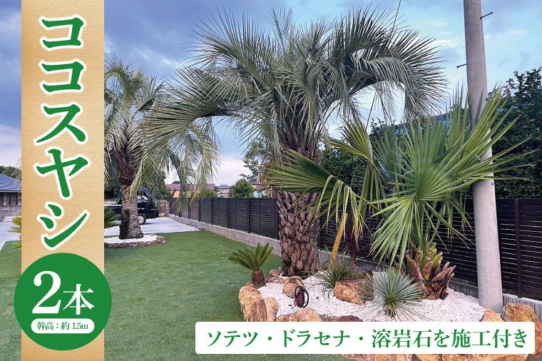 ココスヤシ 幹高約1.5m2本・ソテツ・ドラセナ・溶岩石【施工込み