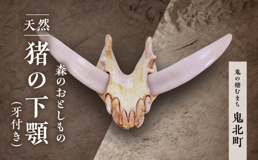 森のおとしもの【天然猪】猪の下アゴ（牙付き）＜頭骨標本 インテリア