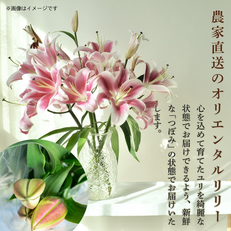 定期便2回 ユリ オリエンタルリリー 5本 花 切り花 プレゼント 贈り物