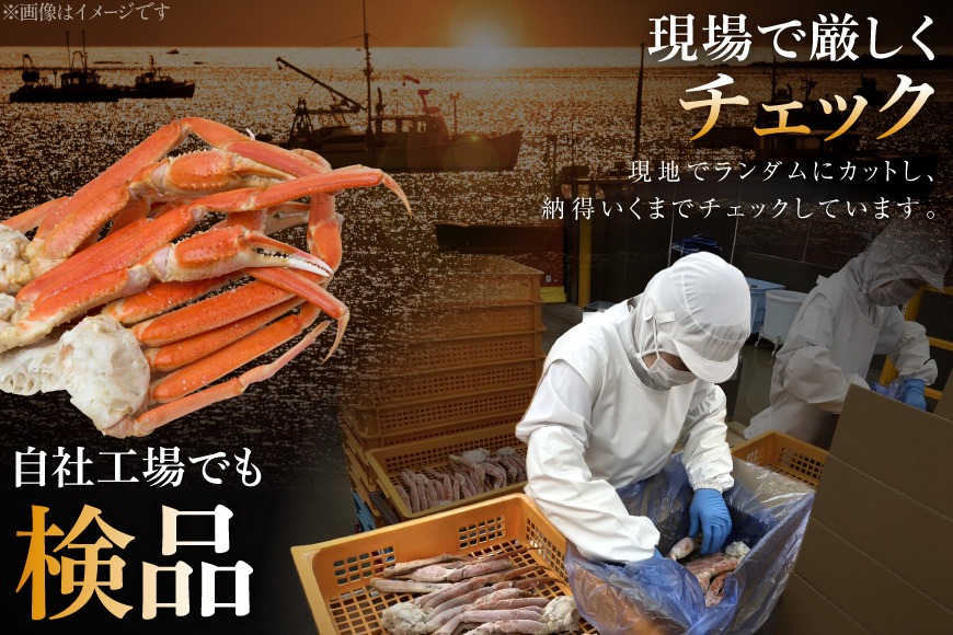 ボイル済み 本ずわいがに 脚 3L〜4L 総重量 2kg [カネダイ 宮城県
