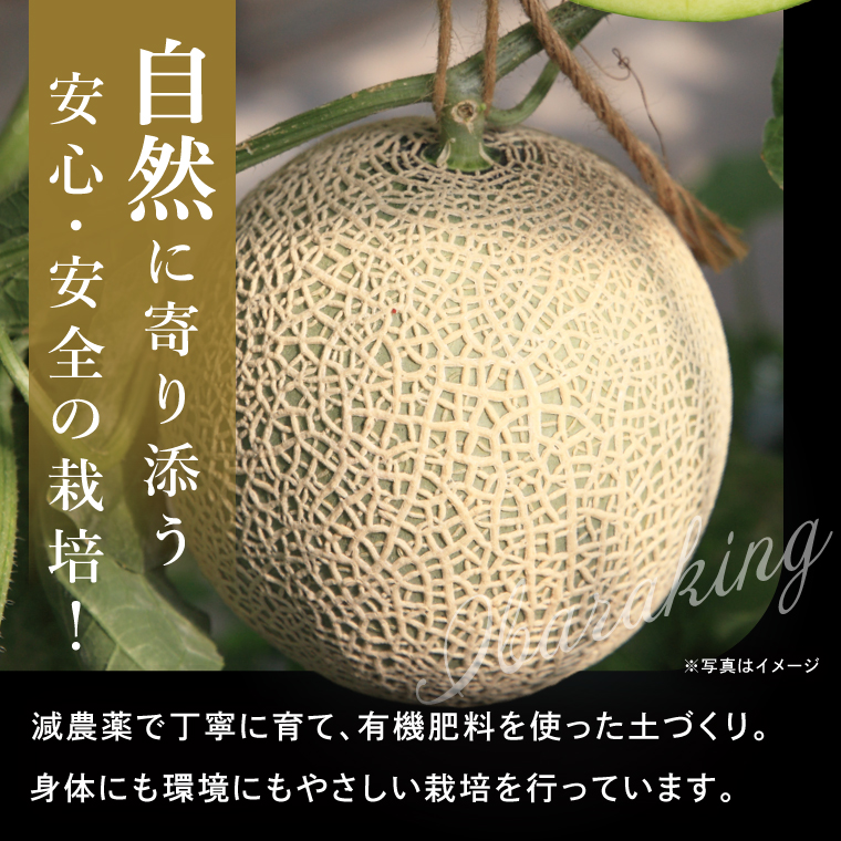先行予約】【2027年5月より順次発送】完熟 メロン イバラキング 1玉