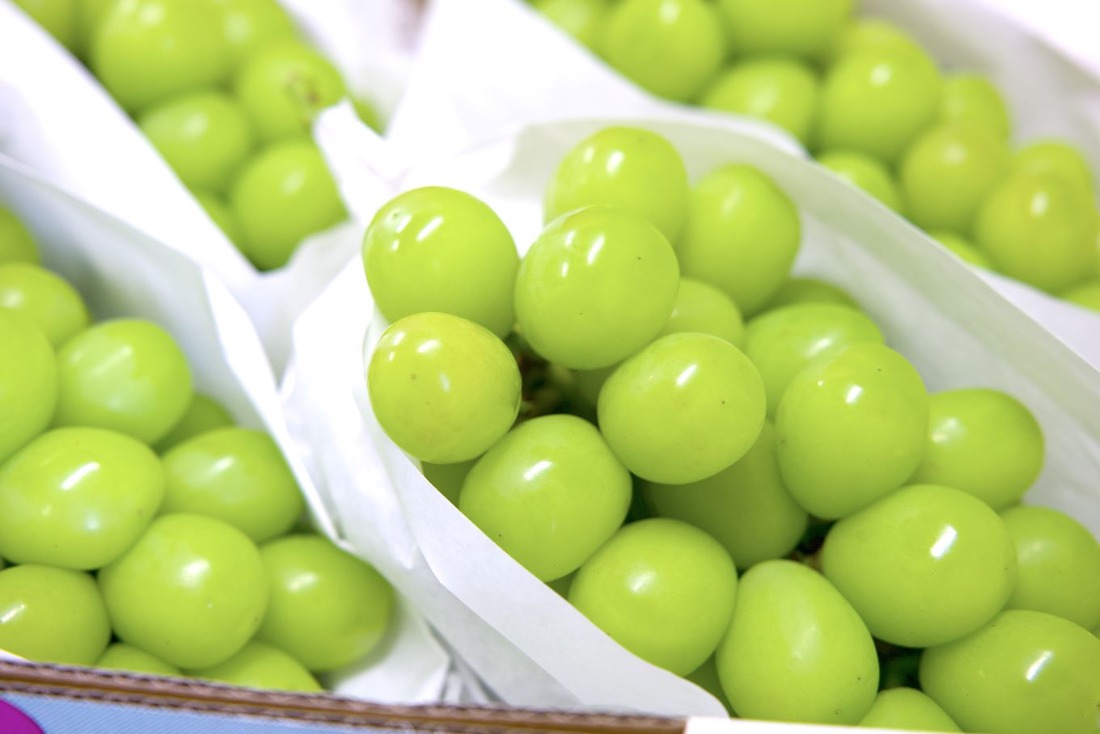 2026年発送分 先行予約】激レア【糖度20度以上】極上シャイン