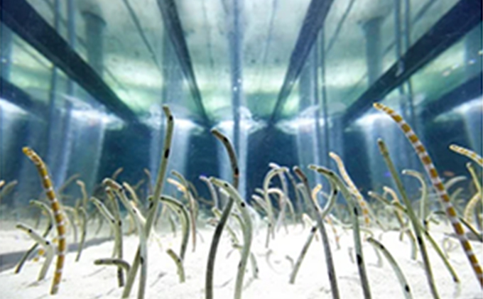 チケット 東京 すみだ水族館 年間パスポート引換券 大人2名 ペア