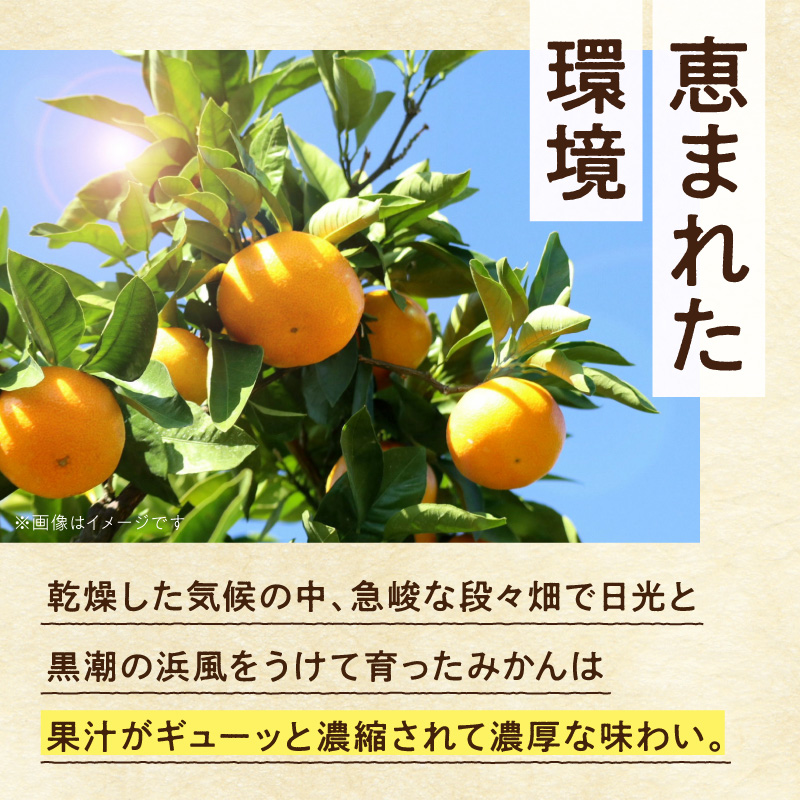 ゆら様　購入専用ページ 2026年9月下旬～11月中旬頃に順次発送》【2026年先行予約】厳選 極早生