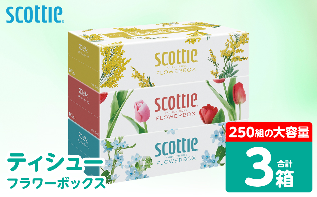 スコッティ】 ティシュー フラワーボックス 250組 3箱 ティッシュ