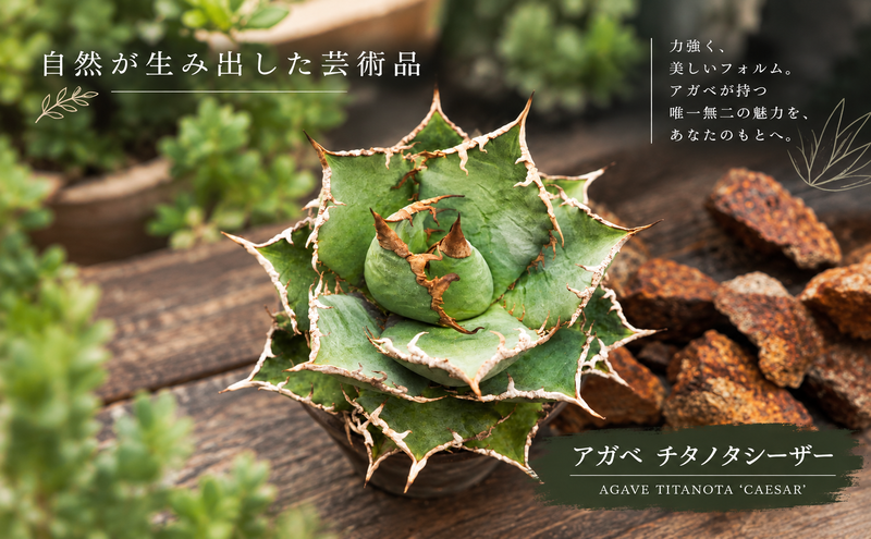 アガベ チタノタ シーザー（兵庫県加西市） | ふるさと納税サイト