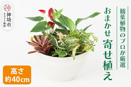 オリジナルアレンジ観葉植物 Mサイズ【寄せ植え インテリア リビング