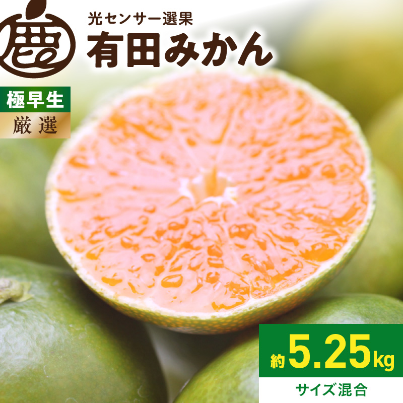 2026年9月下旬～11月中旬頃に順次発送》【2026年先行予約】厳選 極早生