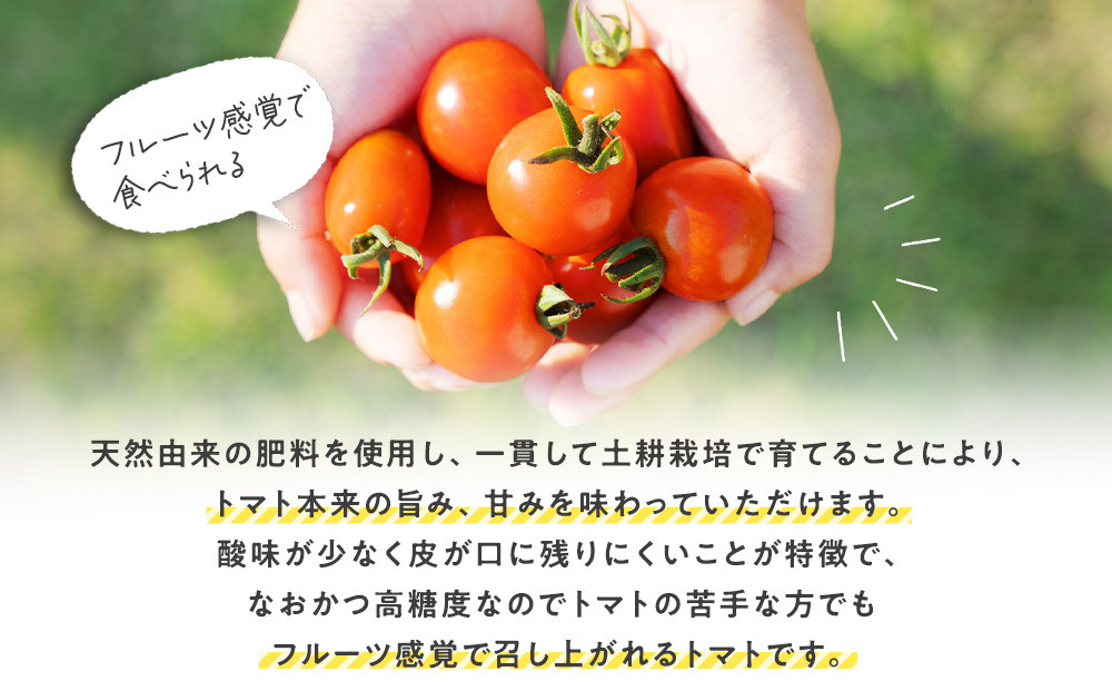 とまと 347.鬼のとまと◇ ※2026年6月上旬～10月下旬頃に順次発送予定