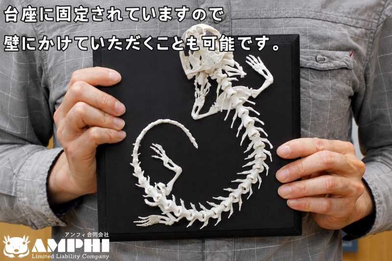 全身 骨格 レプリカ ヘルベンダー 原寸大 / 標本 コレクション