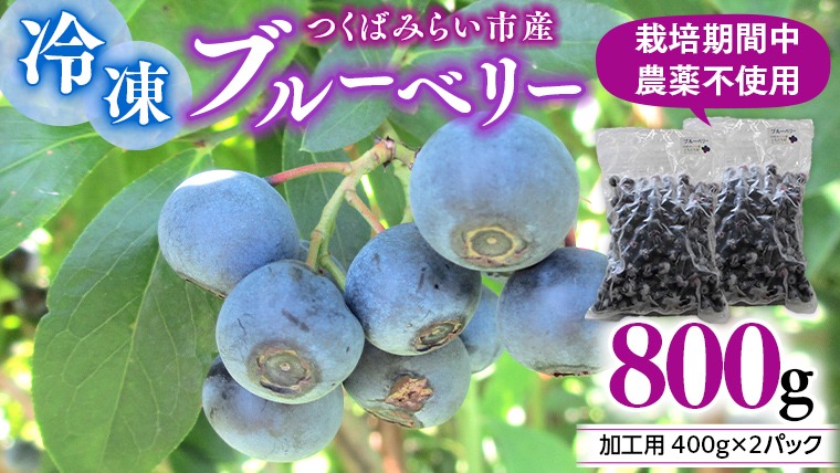 つくばみらい市 産 冷凍 ブルーベリー 800g ( 400g ×2パック ) 国産