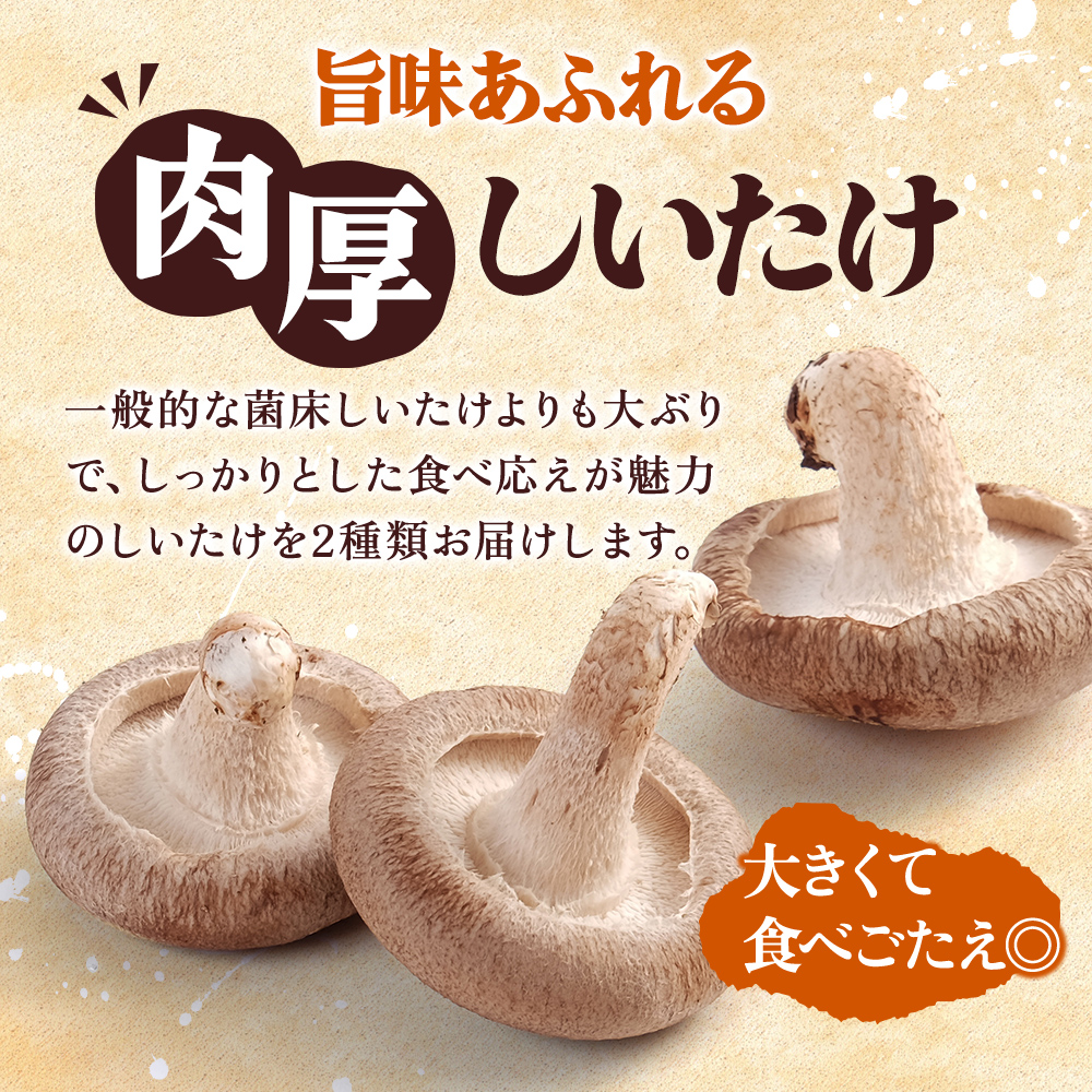 北海道産 厚岸町 上尾幌 菌床栽培 キングしいたけ 1パック プリンス