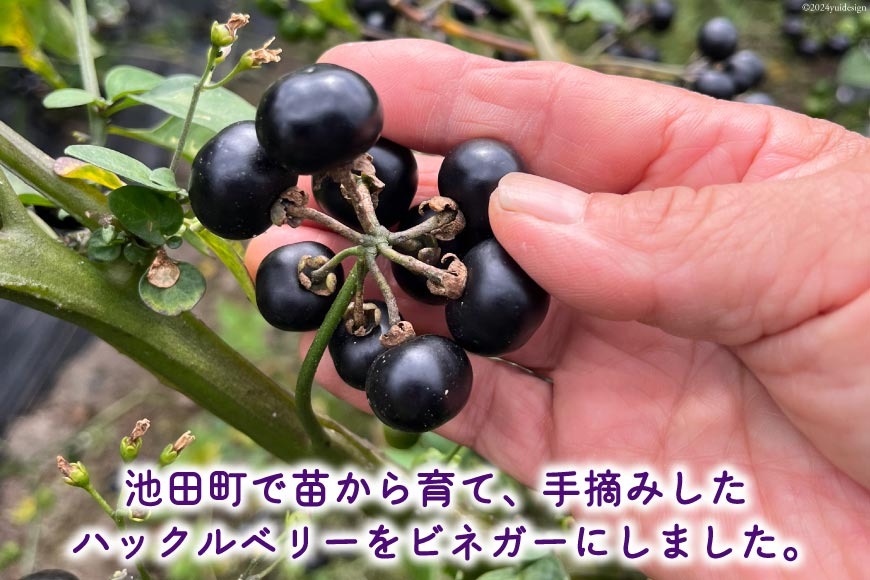 ガーデンハックルベリー 10Kg ガーデンハックルベリー 10Kg 自然栽培