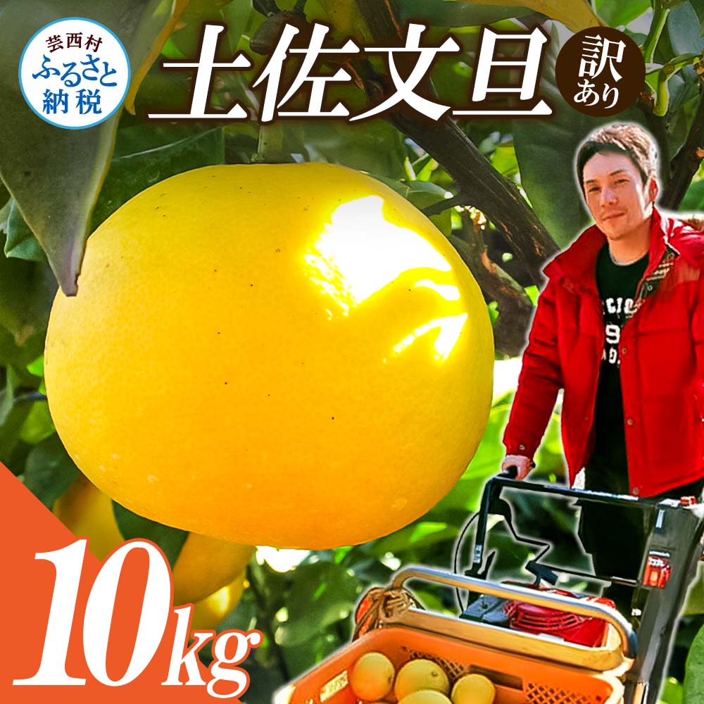 先行予約】ワケあり土佐文旦(※シミ・キズあり) 10kg・ サイズおまかせ