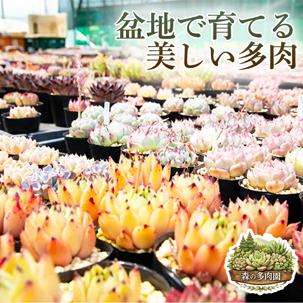伊賀焼の鉢がセット】色づきの美しい多肉植物・お任せ多肉セット（6株