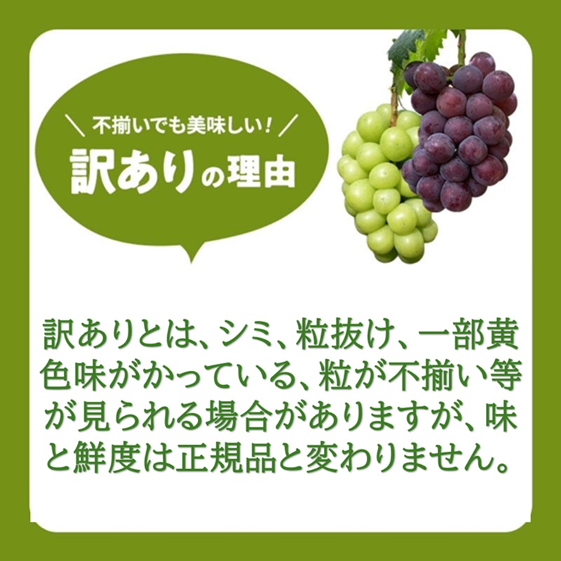 2026年 早期受付 ぶどう 瀬戸ジャイアンツ 3～5房 約2kg 岡山県高梁市