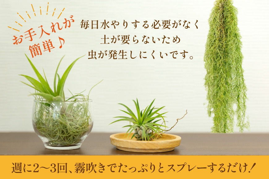 AI177 チランジア 3種 セット [ 観葉植物 インテリア エアープランツ
