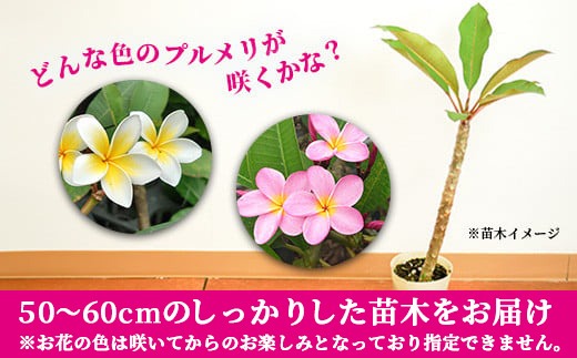 石垣島産 プルメリア苗木1本(50〜60cm) 【 石垣島 南国 植物 花 苗木