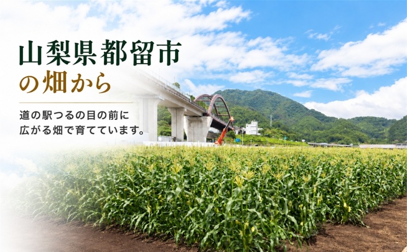 2027年 先行予約】 もぎたて発送！山梨県産 ヤングコーン 選べる 30本