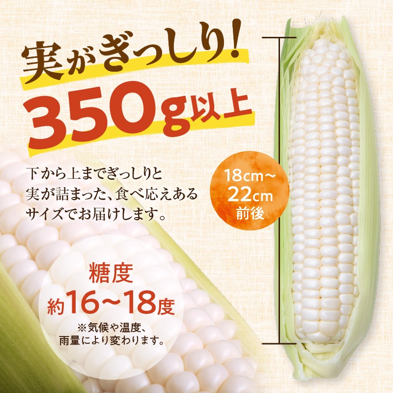 2026年8月～発送開始！】北海道十勝清水町産 希少品種！ 白い