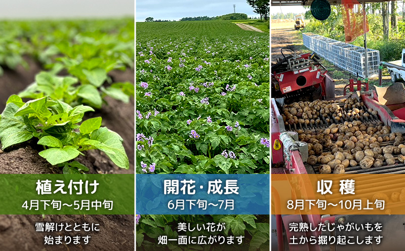 先行予約/2026年秋発送 北海道 十勝 幕別産 じゃがいも さやか 約10kg