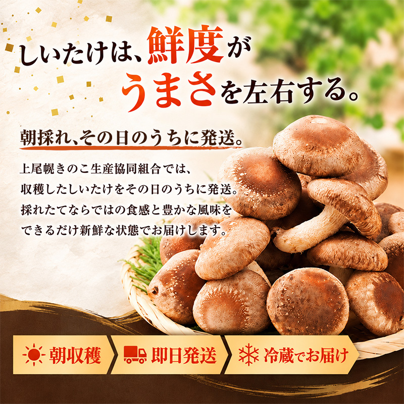 椎茸 北海道 厚岸町 上尾幌 朝どれ 菌床 しいたけ 「極茸」1kg（500g×2