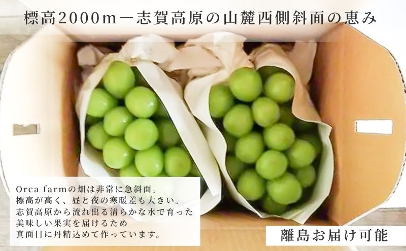 2026年10月～発送】シャインマスカット 2～4房 約1.5kg ぶどう ブドウ