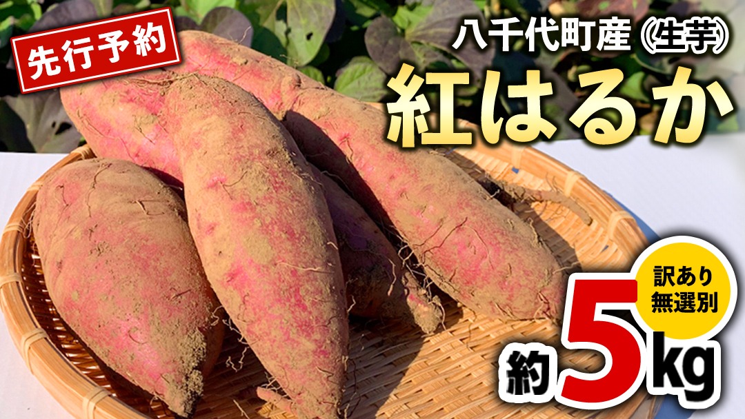 訳あり さつまいも 紅はるか 約 5kg 土付き 無選別 茨城 八千代町産 生
