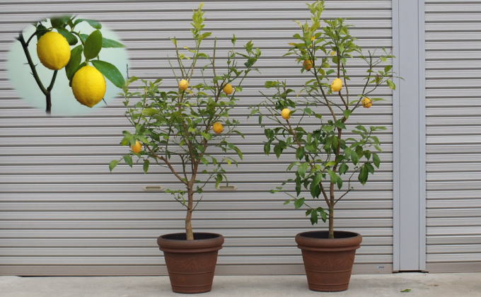 苗木 レモン 特大サイズ レモンの木 鉢植え ブラウン鉢 2個 植物