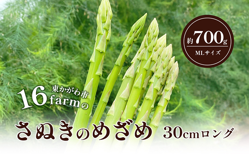 16farmのアスパラ「さぬきのめざめ30cmロング」MLサイズ700g アスパラ