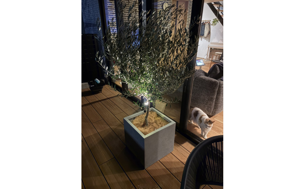 オリーブの木 Sサイズ＋鉢カバー【ブラック】 372013_KB018VC02（香川