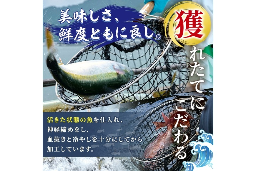 鮮魚 シマアジ (1本・約1kg) 鯵 アジ あじ しまあじ 神経締め