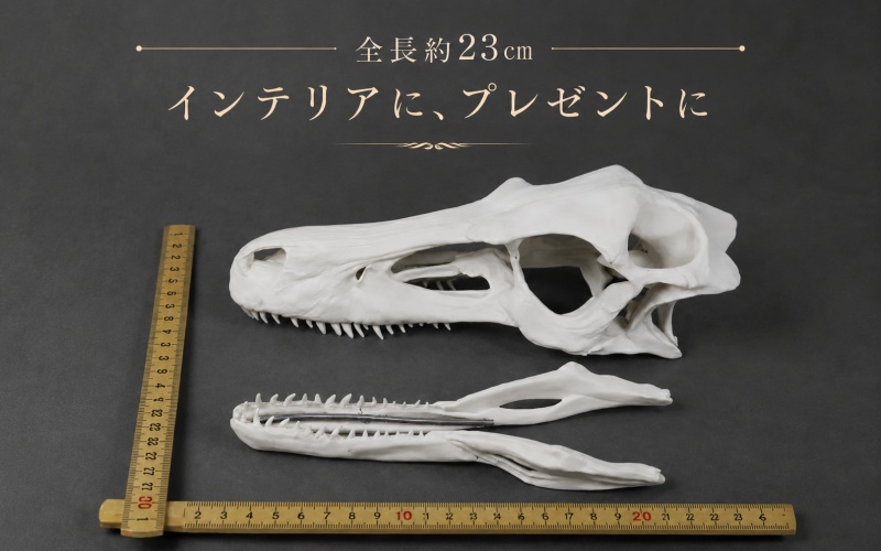 頭骨 レプリカ ヴェロキラプトル 原寸大 / 標本 コレクション
