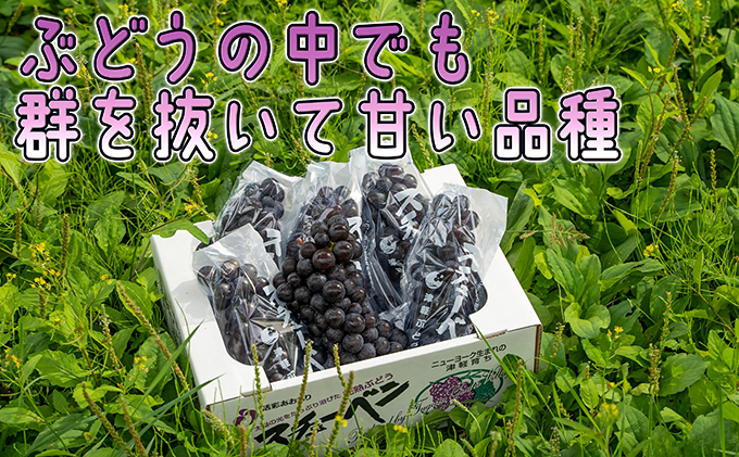 11～12月 津軽ぶどう村 特秀 スチューベン ぶどう 約 1.5kg 糖度18度