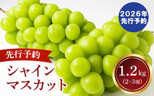 さぶ！シャインマスカット 1.2キロ 7/22発送分 2026年発送分 先行予約】 シャインマスカット 2～3房（約1.2kg