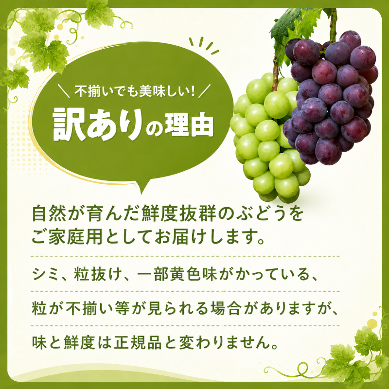 本日の特選葡萄ツメアワセ 訳あり ぶどう 瀬戸ジャイアンツ 約2kg 3～5房 高梁市産 2027年 先行