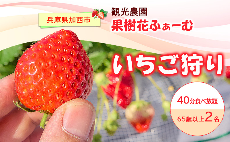いちご狩り40分食べ放題 65歳以上2名 いちご狩り 食べ放題 40分 いちご