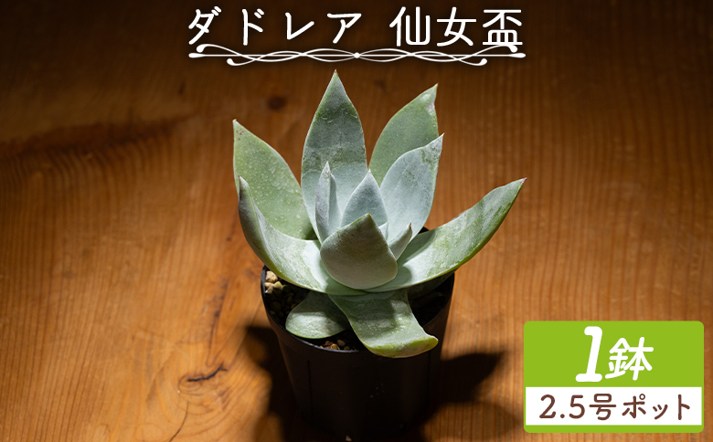 ブリトニー（仙女盃） ダドレア - 多肉植物 植物 ベンケイソウ科 単頭