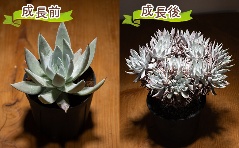 クサンチ ダドレア - 多肉植物 植物 ベンケイソウ科 分頭タイプ