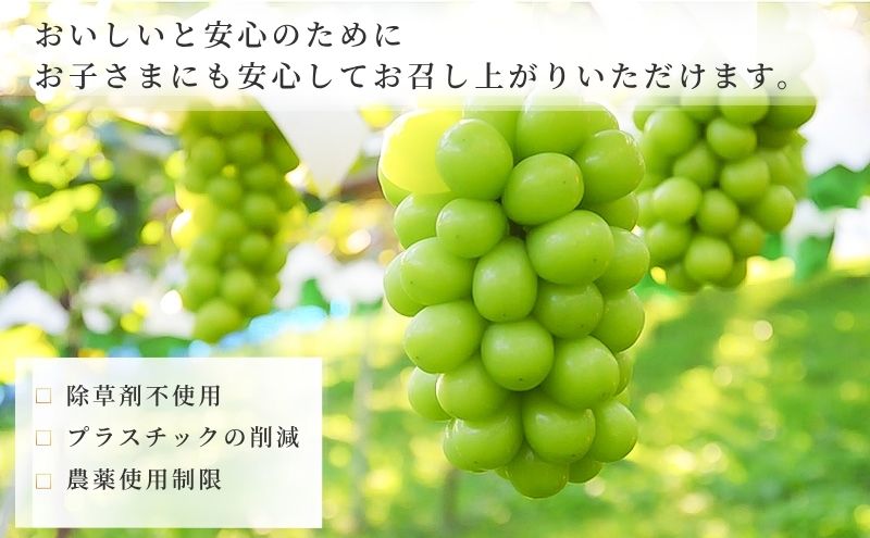 2026年10月～発送】シャインマスカット 2～4房 約1.5kg ぶどう ブドウ
