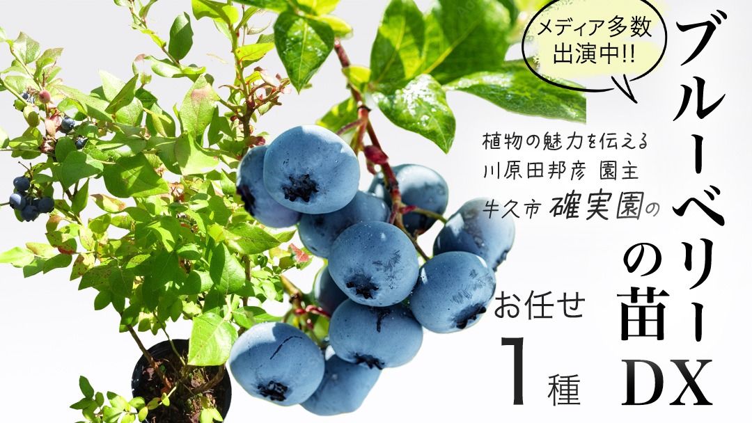 ブルーベリー苗48本セット① 苗 ブルーベリー セット」の人気商品一覧 | 安い商品を通販