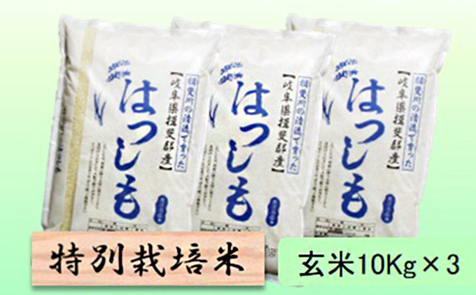 特別栽培米 【 令和8年産 】 玄米 30kg【 ハツシモ 】（岐阜県池田町