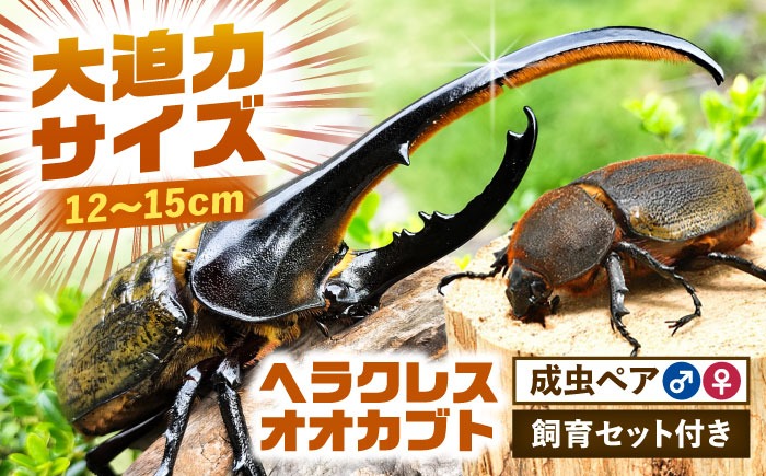 配送不可地域：北海道・沖縄・離島】ヘラクレスオオカブト成虫