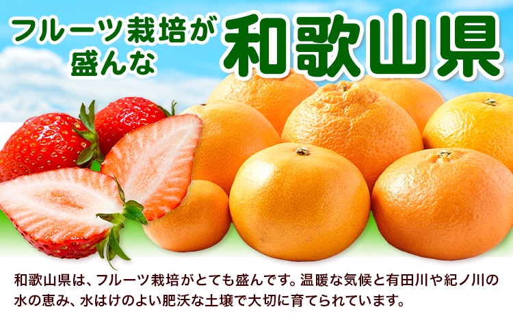 わかやま旬の フルーツ 定期便 【全3回】 選べる 内容量 S L 有田
