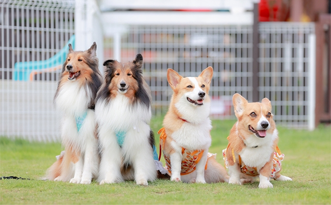 犬 おやつ 北海道 愛犬のおやつA エゾシカ 肉 詰め合わせ セット 7営業
