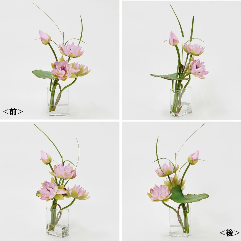 希少品 エミリオロバ 大型の花 希少品 エミリオロバ 大型の花 エミリオ