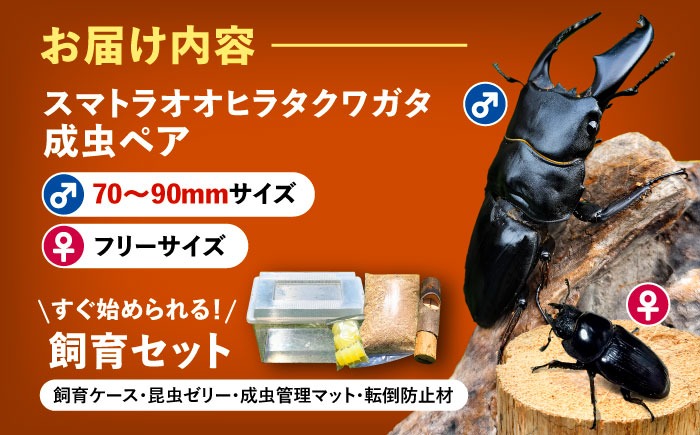 配送不可地域：北海道・沖縄・離島】スマトラオオヒラタクワガタ