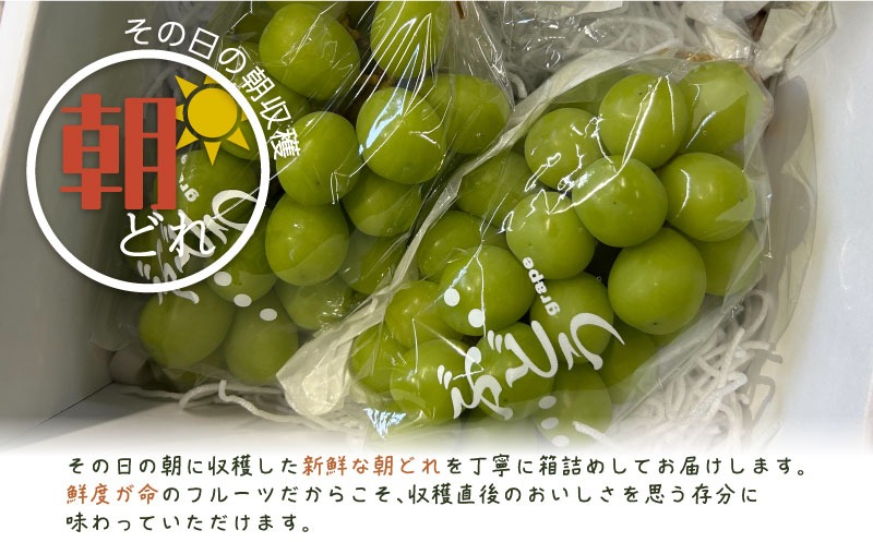 2026年先行予約】山梨県産 シャインマスカット 2房（約1.0kg）｜大粒