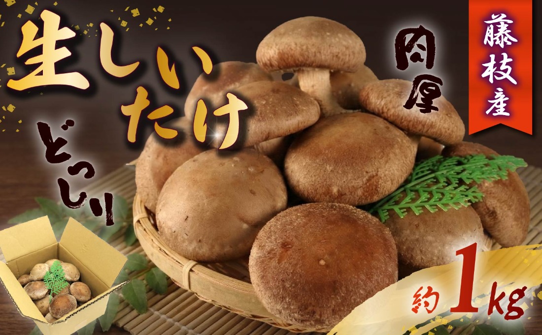 しいたけ 生しいたけ 約1kg 前田きのこ園 椎茸 シイタケ 肉厚