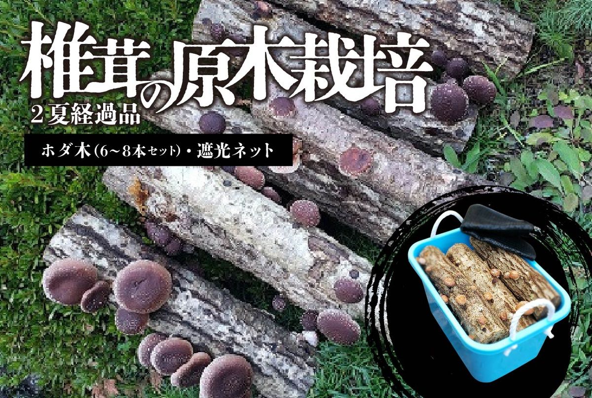 原木椎茸ほだ木　原木椎茸栽培キッド　7本　No.2 椎茸の原木栽培2夏経過品 ／ 家庭菜園 お手軽 栽培キット 自由研究